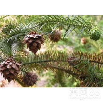 速生杉樹種子的市場價(jià)格與育苗技術(shù)詳解